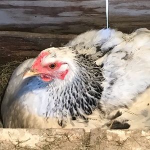 Meet your Posher, Gage